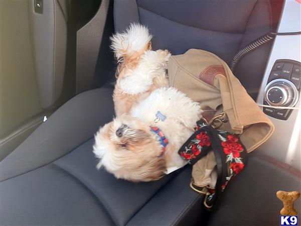Gizmo202020 Picture 1